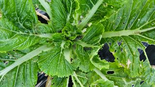 이왕권님의 배추 · 병해충상담 작성글 사진