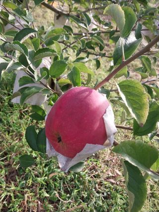 시골살이님의 자유주제 · 자유게시판 작성글 사진