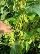 팜모닝 더운 가을, 농사 괜찮으신가요?·참여글 게시글 이미지