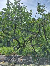 팜모닝 감·영농일지 게시글 이미지