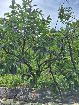 길도님의 감 · 영농일지 작성글 사진