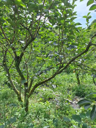 길도님의 감 · 영농일지 작성글 사진