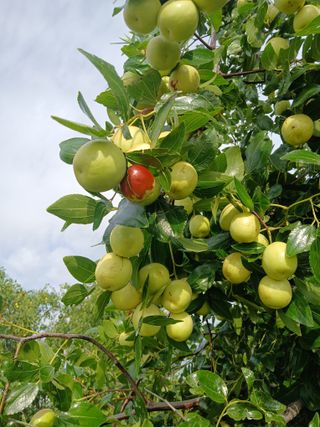 맞춤포도 드론방제님의 자유주제 · 자유게시판 작성글 사진
