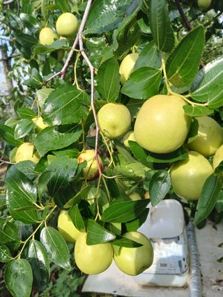 맞춤포도 드론방제님의 자유주제 · 자유게시판 작성글 사진