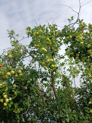 맞춤포도 드론방제님의 자유주제 · 자유게시판 작성글 사진
