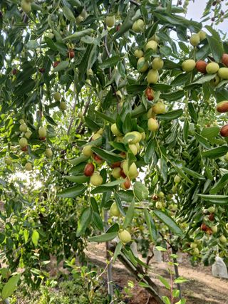 맞춤포도 드론방제님의 자유주제 · 자유게시판 작성글 사진