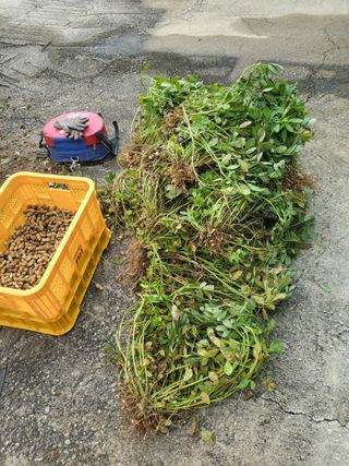 이상욱님의 기타작물 · 영농일지 작성글 사진