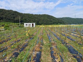 전원수님의 참깨 · 영농일지 작성글 사진