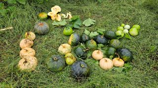 호박21690님의 자유주제 · 자유게시판 작성글 사진