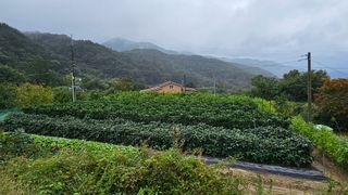 호박21690님의 자유주제 · 자유게시판 작성글 사진