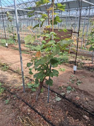 미스농부님의 포도 · 영농일지 작성글 사진