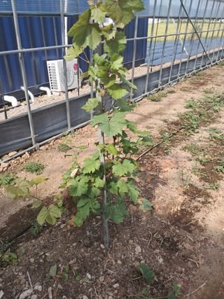 미스농부님의 포도 · 영농일지 작성글 사진