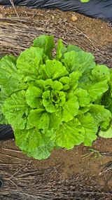 팜모닝 더운 가을, 농사 괜찮으신가요?·참여글 게시글 이미지