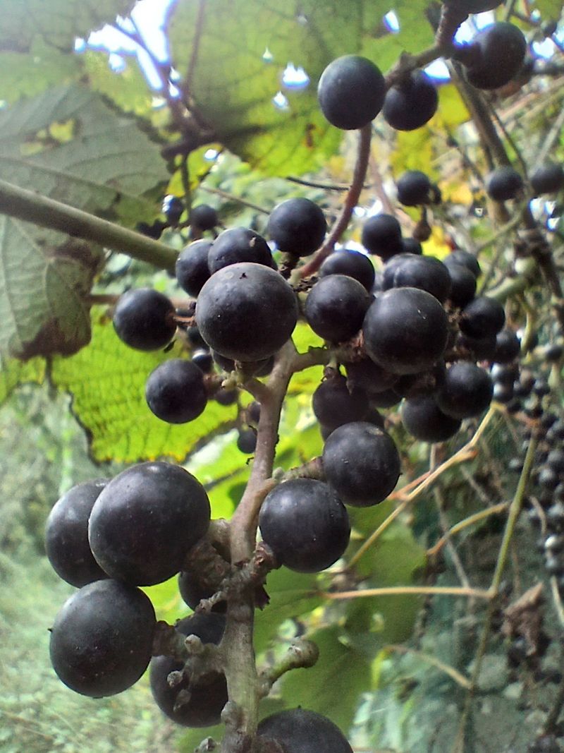 장터 상품 [야생산머루1kg 조기마감] 썸네일