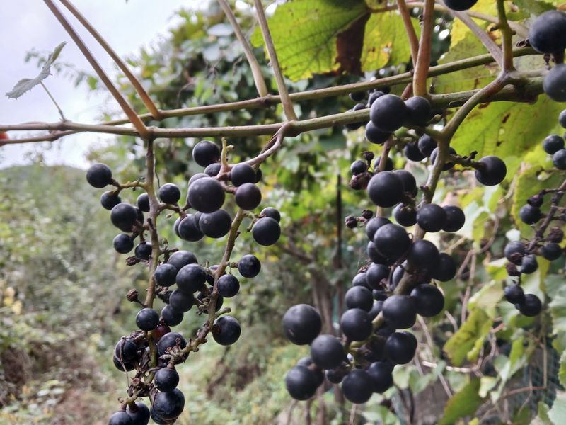 인생은 소풍처럼님의 장터 판매 상품 [야생산머루1kg 조기마감] 첨부 사진