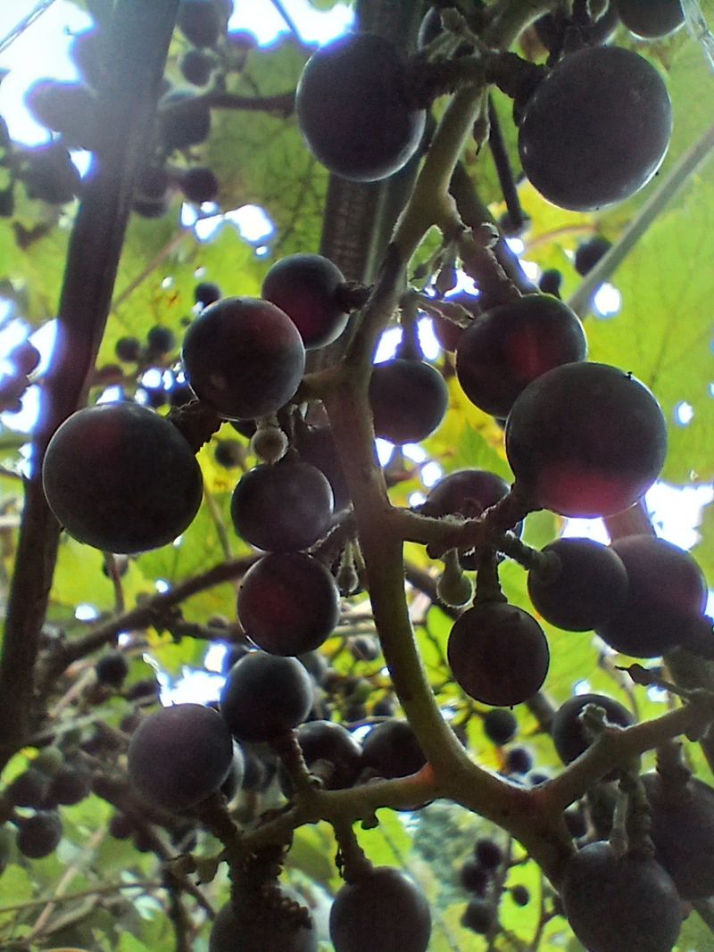 인생은 소풍처럼님의 장터 판매 상품 [야생산머루1kg 조기마감] 첨부 사진