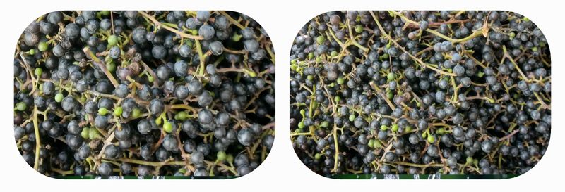 인생은 소풍처럼님의 장터 판매 상품 [야생산머루1kg 조기마감] 첨부 사진