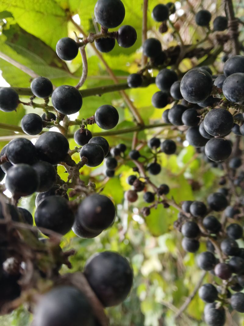 인생은 소풍처럼님의 장터 판매 상품 [야생산머루1kg 조기마감] 첨부 사진