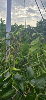 팜모닝 더운 가을, 농사 괜찮으신가요?·참여글 게시글 이미지