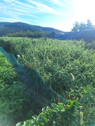 로즈마리님의 기타작물 · 영농일지 작성글 사진