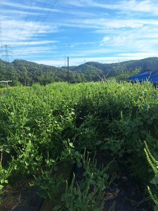 로즈마리님의 기타작물 · 영농일지 작성글 사진