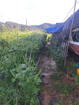 로즈마리님의 기타작물 · 영농일지 작성글 사진