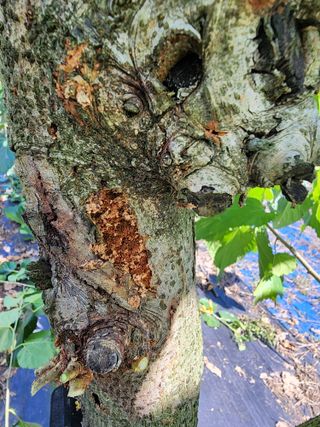 흰돌농원님의 더운 가을, 농사 괜찮으신가요? · 참여글 작성글 사진