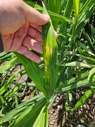 이름 없음님의 기타작물 · 병해충상담 작성글 사진