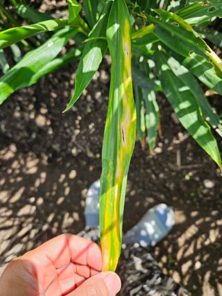 이름 없음님의 기타작물 · 병해충상담 작성글 사진