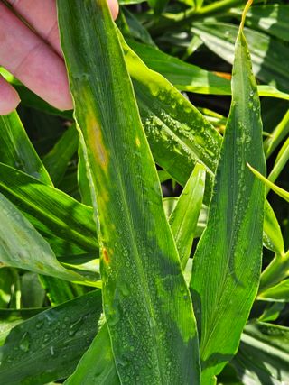 이름 없음님의 기타작물 · 병해충상담 작성글 사진