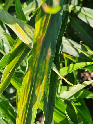 이름 없음님의 기타작물 · 병해충상담 작성글 사진