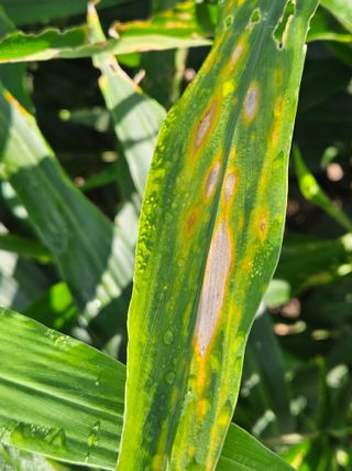 이름 없음님의 기타작물 · 병해충상담 작성글 사진