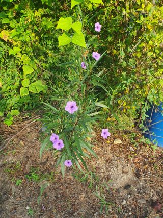참살이님의 자유주제 · 자유게시판 작성글 사진