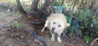 김명수(풍명농장)님의 자유주제 · 자유게시판 작성글 사진