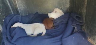 김명수(풍명농장)님의 자유주제 · 자유게시판 작성글 사진