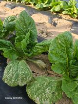 팜모닝 배추·병해충상담 게시글 이미지