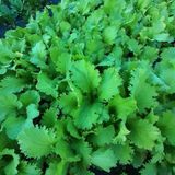 팜모닝 자유주제·자유게시판 게시글 이미지