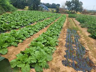 농약비료유기농쟁이님의 배추 · 영농일지 작성글 사진