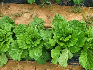 농약비료유기농쟁이님의 배추 · 영농일지 작성글 사진