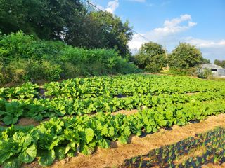 농약비료유기농쟁이님의 배추 · 영농일지 작성글 사진