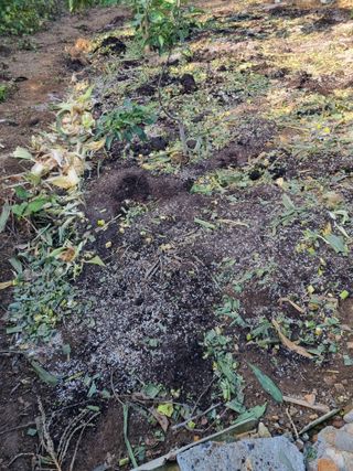 김용대님의 자유주제 · 자유게시판 작성글 사진