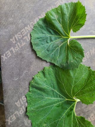 머위농장님의 더운 가을, 농사 괜찮으신가요? · 참여글 작성글 사진