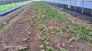 머위농장님의 더운 가을, 농사 괜찮으신가요? · 참여글 작성글 사진