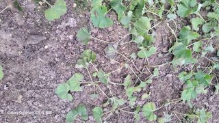 머위농장님의 더운 가을, 농사 괜찮으신가요? · 참여글 작성글 사진