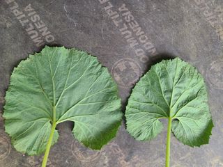 머위농장님의 더운 가을, 농사 괜찮으신가요? · 참여글 작성글 사진