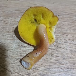 산골촌부님의 자유주제 · 자유게시판 작성글 사진