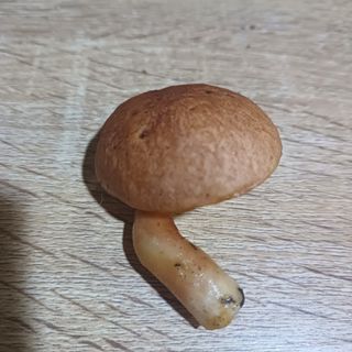 산골촌부님의 자유주제 · 자유게시판 작성글 사진