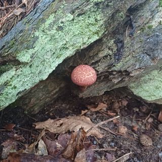 산골촌부님의 자유주제 · 자유게시판 작성글 사진