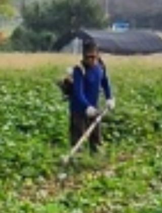 김용민님의 고구마 · 영농일지 작성글 사진