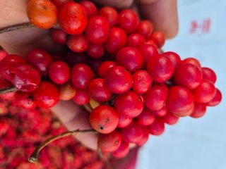 김기자(흰구름농원)님의 기타작물 · 영농일지 작성글 사진
